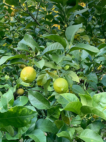 LEMON LAGER」を発売｜ニュース｜国分首都圏株式会社