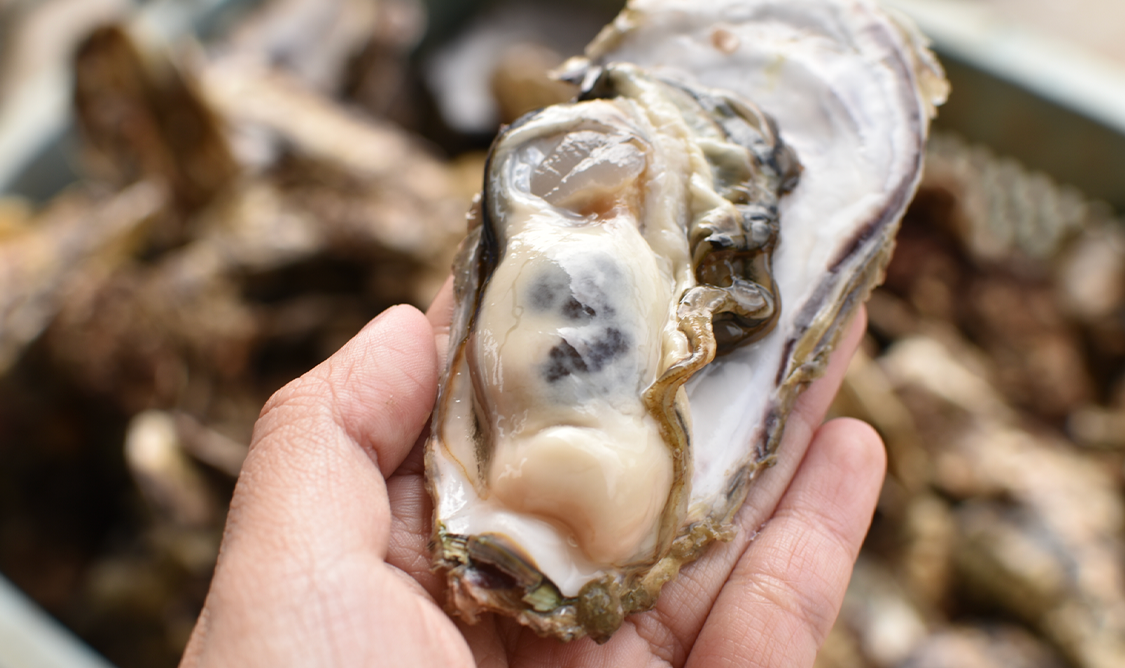 宮城県南三陸町 戸倉っこの牡蠣の写真