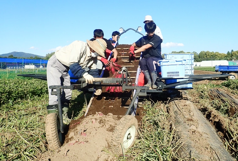 筑波大学農場産大学芋 収穫のイメージ画像