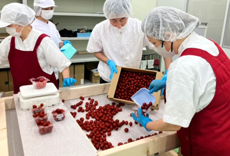 九州産農産物の一次加工・流通トータルサポートのイメージ画像