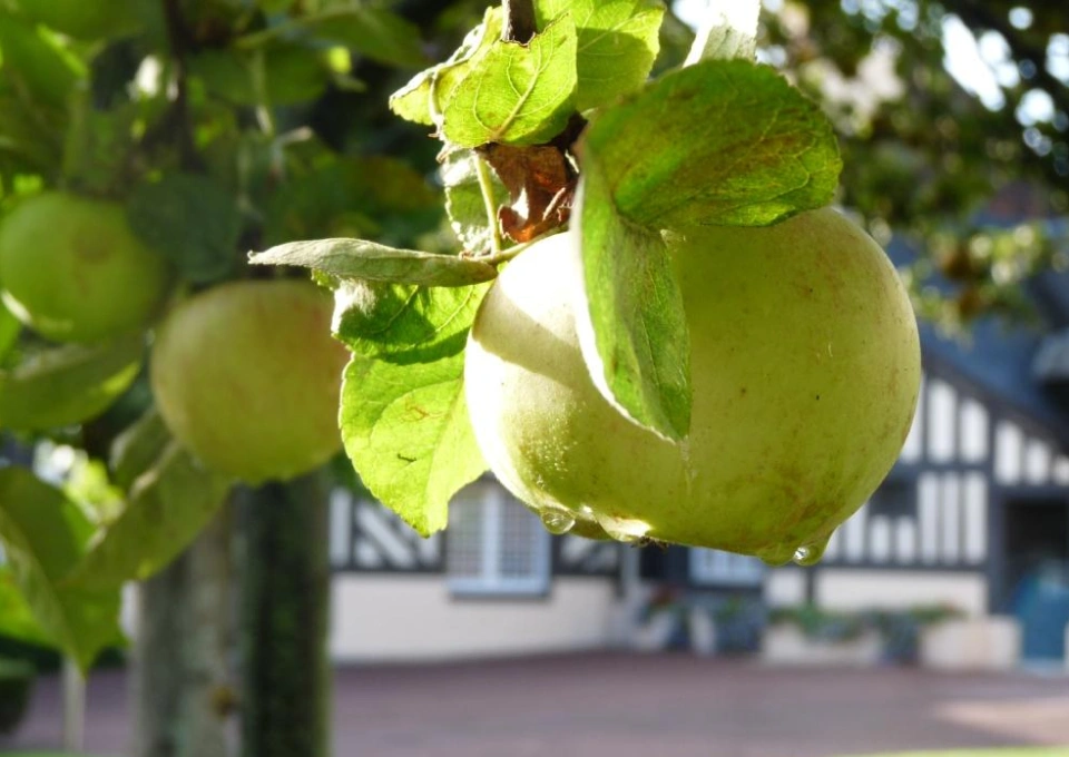 ペール・マグロワールのイメージ写真