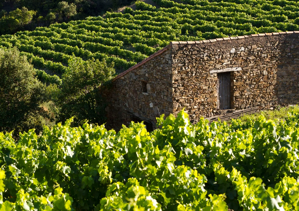 ロシュ・マゼのイメージ写真