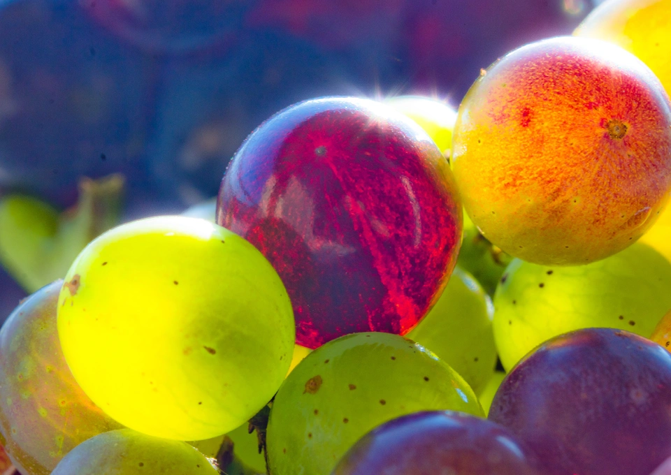 ファットバスタードのイメージ写真