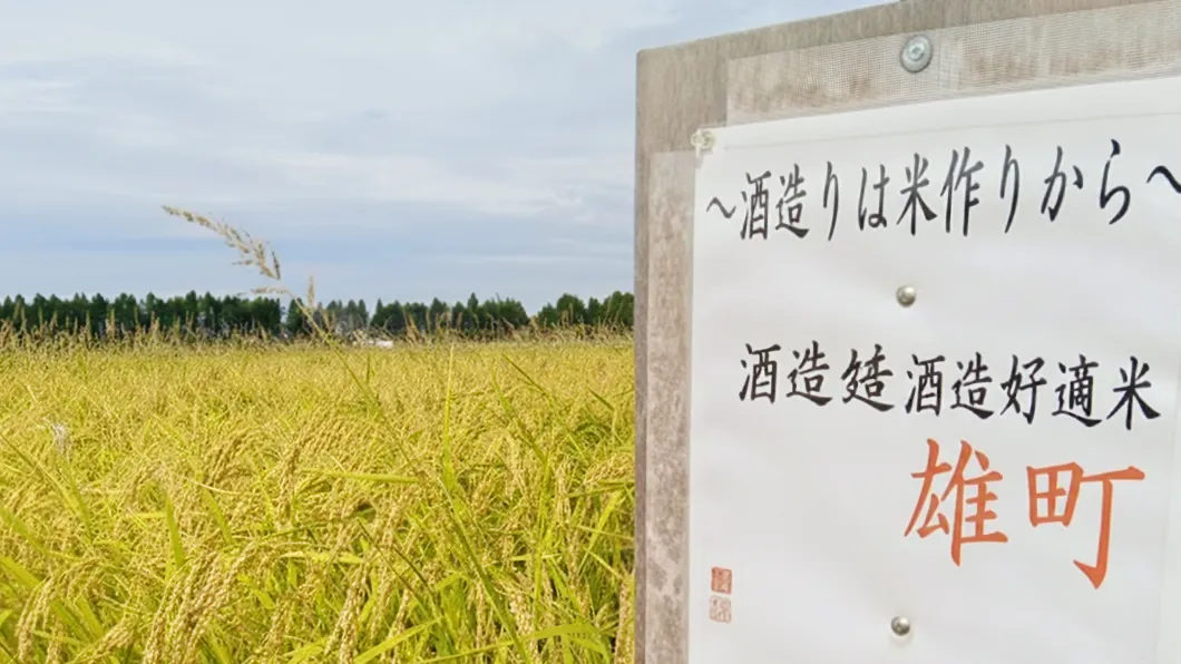 たくさん実った稲の写真