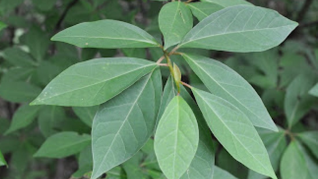 クロモジの写真