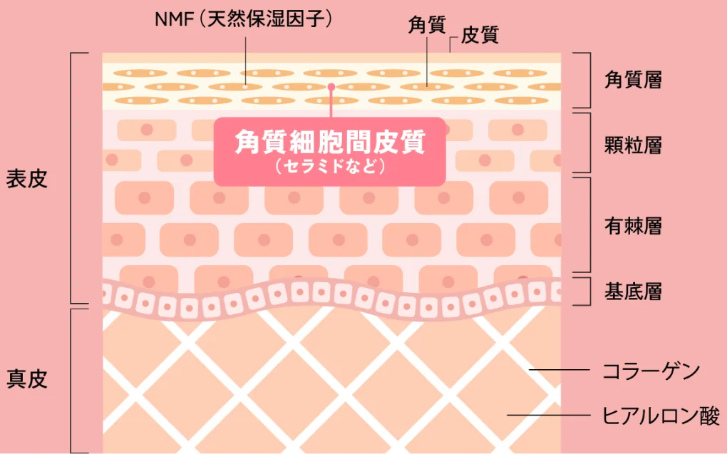 美肌の最前線セラミド 説明図