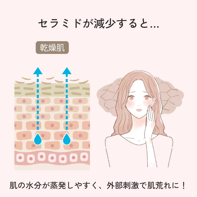 図 セラミドが減少すると...