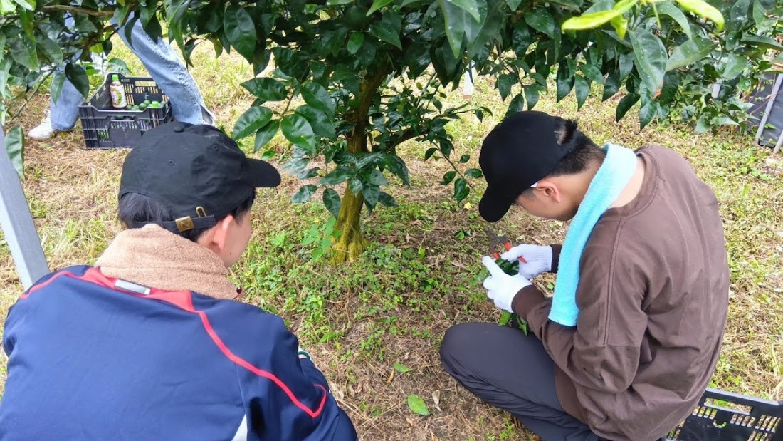 徳島県特産すだちの収穫の写真
