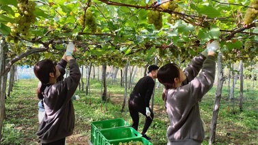 ぶどう畑で収穫作業を行う社員の写真